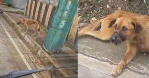 Cagnolone con il muso sigillato non permette ai soccorritori di salvarlo, è scappato da un macello