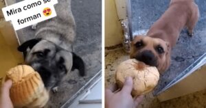 Cuccioli randagi fanno la fila in una panetteria per prendere il cibo (VIDEO)