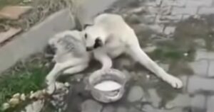 Cucciolo randagio paralizzato con il corpo contorto soffre per strada e viene ignorato da tutti (VIDEO)