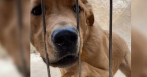 Cucciolo si rifiuta di mangiare dopo essere stato restituito tre giorni dopo essere stato adottato