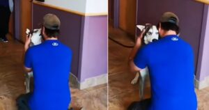 Cagnolone smarrito per tre anni, ulula di gioia quando rivede il suo proprietario (VIDEO)