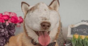 Cagnolone con un tumore incurabile mostra a tutti quanto è felice
