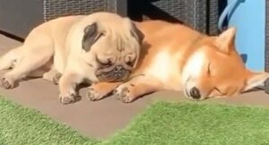 Un Carlino ama moltissimo l’altro cane di casa che accetta di essere svegliato (VIDEO)