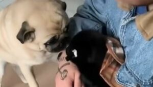 Un Carlino impara a conoscere il nuovo arrivato di casa, un cucciolo della sua stessa razza (VIDEO)