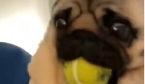 Carlino ostinato cerca di trattenere a sé la pallina da tennis (VIDEO)