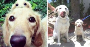 10 Foto commoventi di cani con i loro cuccioli