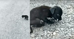 Cucciola cieca vagava per strada mentre tremava per la fame e le persone la ignoravano (VIDEO)