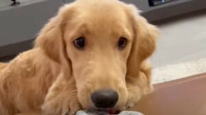 Un cucciolo Golden Retriever impara a conoscere se stesso e quello che lo circonda (VIDEO)
