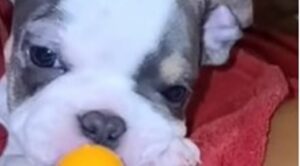 Un cucciolo di cane esaltato adora giocare con la sua nuova e felice famiglia (VIDEO)