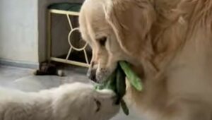 Un cucciolo di casa cerca di ottenere la corda che si contende con il cane più grande (VIDEO)