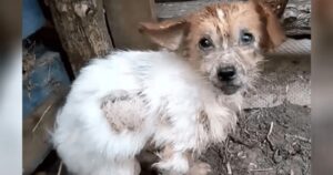 Cucciolo si avvicina ai volontari con passi di dolore sperando in una vita migliore