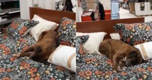 Cucciolo randagio si sdraia a dormire su un letto di un negozio: era molto stanco (VIDEO)