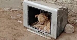Cucciolo si è rifugiato in un vecchio televisore per ripararsi dal freddo: quel buco è la sua casa (VIDEO)