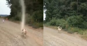 Cucciolo coraggioso impedisce la formazione di un tornado mordendolo e salva il mondo (VIDEO)