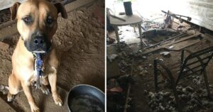 Donna abbandona il suo cucciolo di cane in un cortile sporco per andare in vacanza