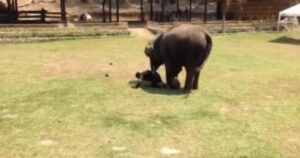 Elefante assiste all’attacco del suo custode e corre in suo aiuto (VIDEO)