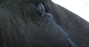 Elefante di 73 anni cieco e sordo piange quando viene rilasciato in libertà (VIDEO)