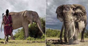 La sua caccia è vietata: fotografo cattura un elefante con delle zanne dal peso di 45 kg ciascuna