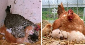 12 Foto che dimostrano che le galline sono alcune delle mamme migliori
