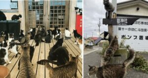 isola dei gatti in Giappone