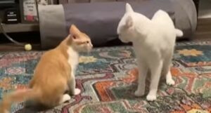 Un gattino non comprende di avere la peggio quando lotta con il fratello maggiore (VIDEO)