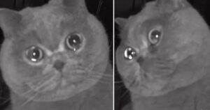 Gattino “piange” davanti alle telecamere di sicurezza dopo essere stato lasciato da solo (VIDEO)