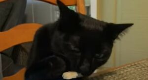 Il gattino Bean ha un rapporto morboso con il cibo e non riesce a controllarsi (VIDEO)