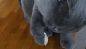 Il gattone Vinny adora cominciare la giornata con la sua bevanda preferita (VIDEO)