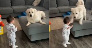 Golden Retriever sobbalza per l’emozione nel vedere la piccola sorellina muovere i suoi primi passi (VIDEO)
