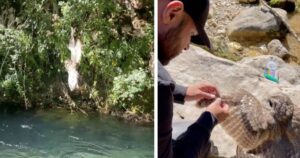 Giovane va in un fiume per salvare un gufetto appesa a un filo (VIDEO)