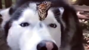 Un Husky attento ospita sul proprio naso una splendida farfalla (VIDEO)