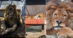 leone salvato da uno zoo