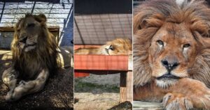 Il leone Bob ha vissuto nel peggior zoo del mondo, adesso è stato salvato ed è adorato da tutti