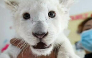 Rara leonessa bianca dà alla luce quattro cuccioli gemelli e sono pronti per incontrare il pubblico