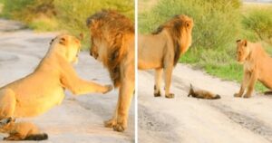 Leonessa salva un cucciolo di volpe da un leone affamato