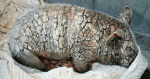 Maialino maltrattato viene abbandonato in un rifugio e ha una trasformazione soprannaturale