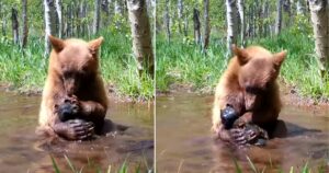 Videocamera cattura un orsetto che che fa il bagno insieme all’orso peluche trovato in giro