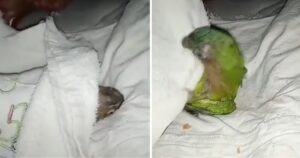 Pappagallo dorme nel letto del suo proprietario e si arrabbia quando gli viene tolta la coperta (VIDEO)