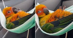 pappagallo si addormenta sopra una mascherina chirurgica
