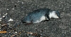 Centinaia di pinguini blu vengono trovati morti lungo la costa della Nuova Zelanda