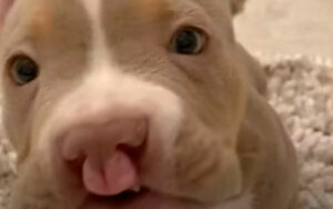 Il Pit Bull Trip ha trovato una famiglia amorevole dopo tantissimi rifiuti (VIDEO)