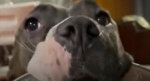 La Pit Bull Mya ama rendersi utile e aiuta la sua proprietaria a fare tantissime cose (VIDEO)