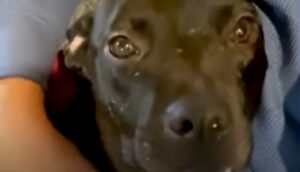 Pit Bull incinta riesce a partorire in sicurezza dopo il suo salvataggio; la storia (VIDEO)