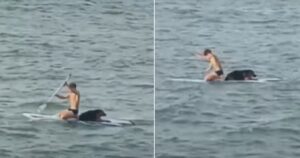 Giovane usa la sua tavola da surf per salvare un povero cucciolo intrappolato nel  mare (VIDEO)