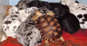 Tartaruga orfana viene adottata e allevata dai cani: adesso sono inseparabili
