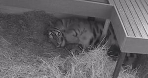Tigre da alla luce 3 cuccioli dopo una gravidanza di 104 giorni