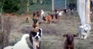 Uomo adotta 45 cani abbandonati: guarda la loro corsa quotidiana nella loro nuova casa (VIDEO)