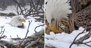 Mamma aquila non ha dormito ne mangiato per salvare la sua prole da una tempesta di neve