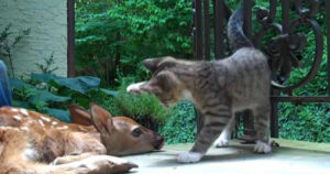 Cucciolo di cerbiatto fa amicizia con un gattino di una famiglia