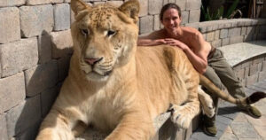 Il più grande incrocio felino del pianeta: una combinazione tra un leone e una tigre dal peso di circa 320 kg (VIDEO)